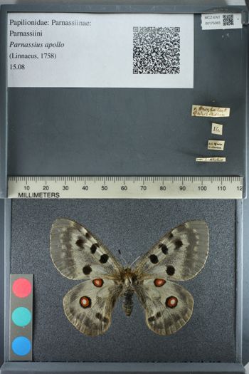 Media type: image;   Entomology 175083